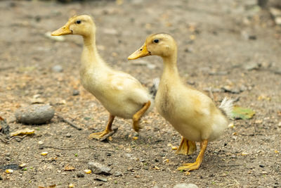 Side view of birds on land