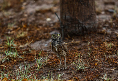 Portrait of a bird on land