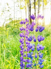 Close-up of purple flowering plants on field