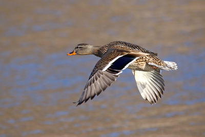 Close-up of bird flying