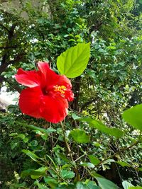 Close-up of red hibiscus flower