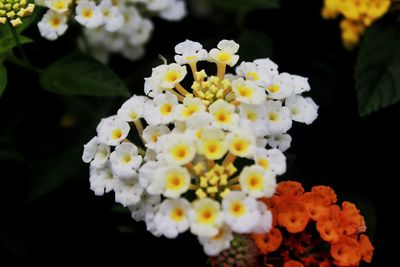 Close-up of white flowering plant