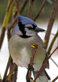 Close-up of bird perching on branch