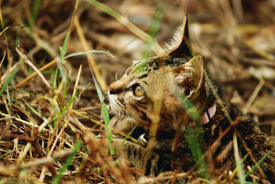 Close-up of cat in grass