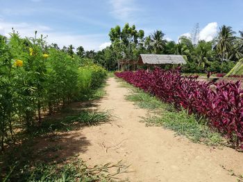 Plants growing on field against sky