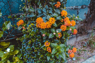 Close-up of orange flowers blooming in park