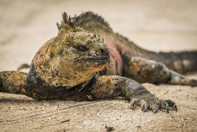 Close-up of marine iguana at beach