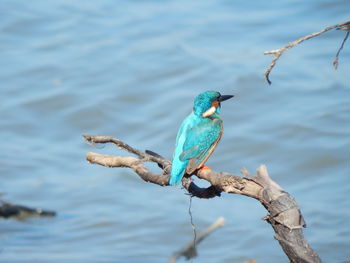 Kingfisher bird sitting on a branch