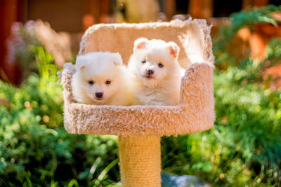 Close-up of puppies on scratching post