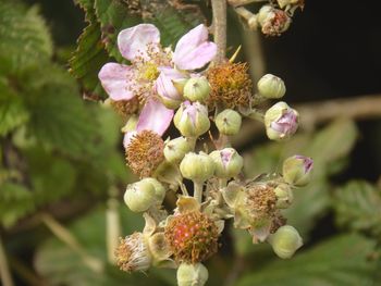 Close-up of flowers growing on tree