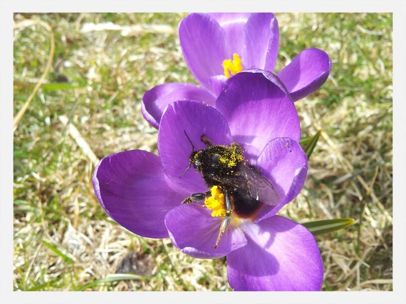 flower, petal, freshness, purple, fragility, flower head, growth, beauty in nature, close-up, blooming, nature, focus on foreground, plant, pollen, transfer print, auto post production filter, high angle view, stamen, field, in bloom