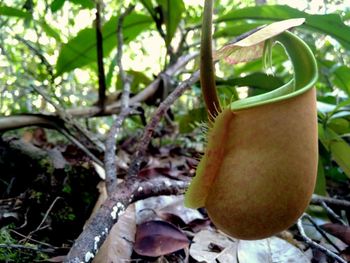 Close-up of fresh green plant