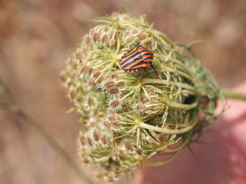 High angle view of bug on plant