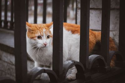 Portrait of cat sitting