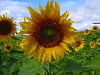 Close-up of sunflowers in field