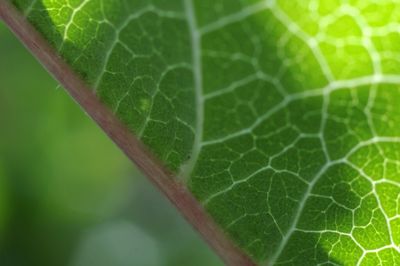 Full frame shot of green leaves