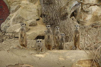 Meerkats standing in zoo