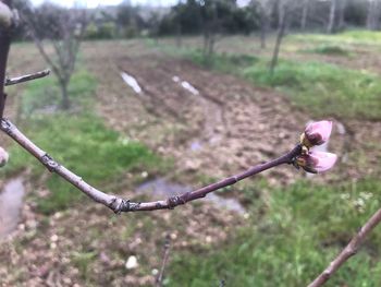 Close-up of plant growing outdoors