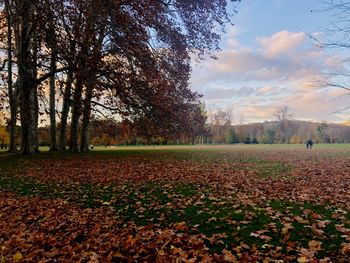 Trees on field during autumn