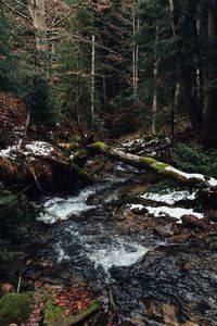 Close-up of river flowing in forest