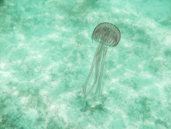 Close-up of jellyfish in water