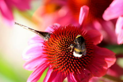 Close-up of bee pollinating on pink flower