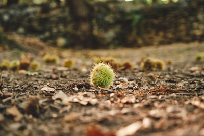 Close-up of cactus plant on field