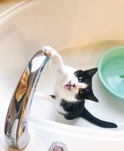 Portrait of a cat drinking water