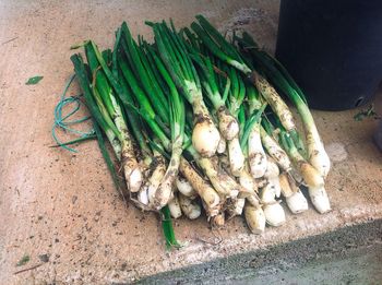 High angle view of spring onions on flooring