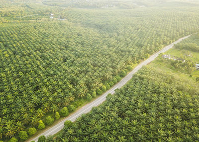 High angle view of agricultural field