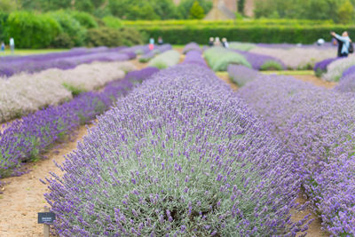 Purple flowers on field