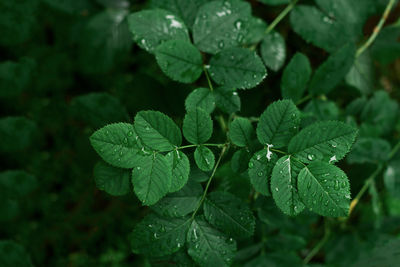 Close-up of raindrops on leaves