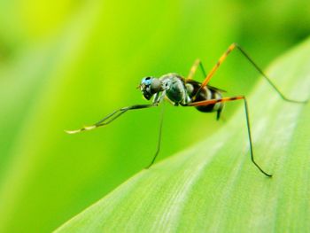 Close-up of insect on leaf