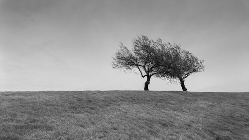 Bare tree on landscape against clear sky