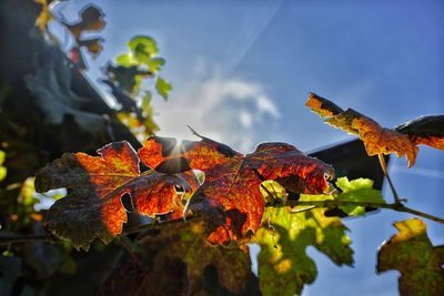 Close-up of maple leaves on plant against sky