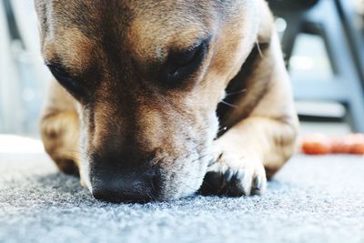 Close-up of dog lying down