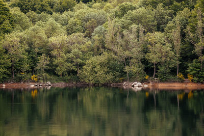 Reflection of trees on a lake