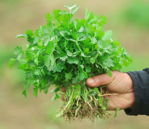 Cropped hand of person holding plant
