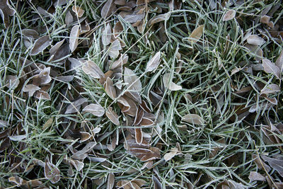 Full frame shot of plants on field