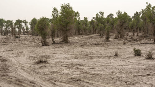 Trees on field against sky