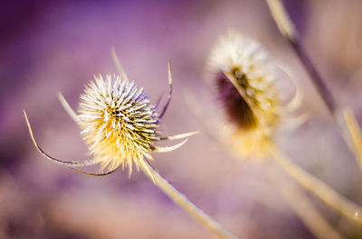 Close-up of thistle