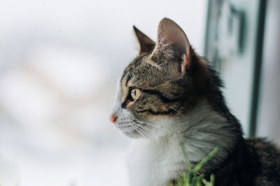 Close-up of a cat looking away