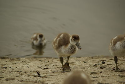 High angle view of goslings at lakeshore