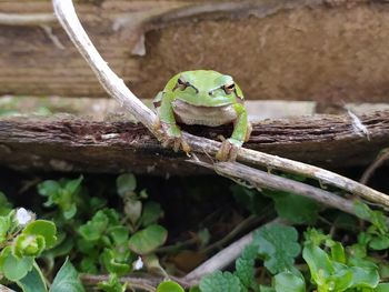 Close-up of frog on wood