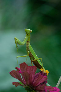 Praying mantis on zinnia flowers