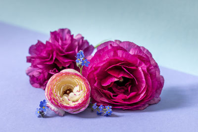 Still-life of pink ranunculus flowers on violett background