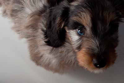 Portrait of puppy