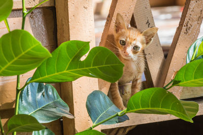 A young kitten playing in a fence