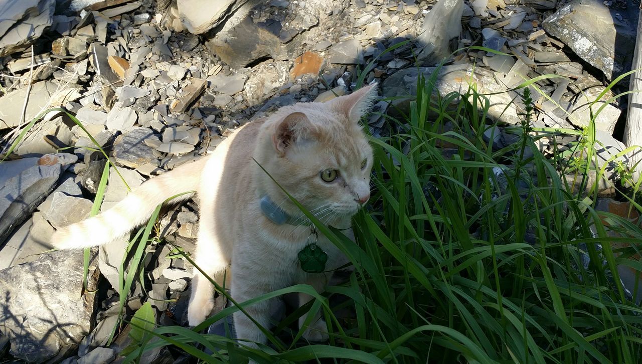HIGH ANGLE VIEW OF CAT ON FIELD