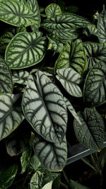 Close-up of alocasia jewel leaves dark foliage